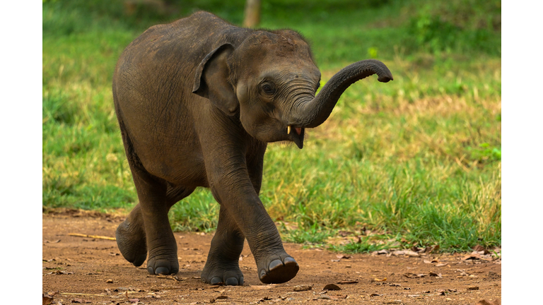 SRI LANKA-ELEPHANT-ANIMAL