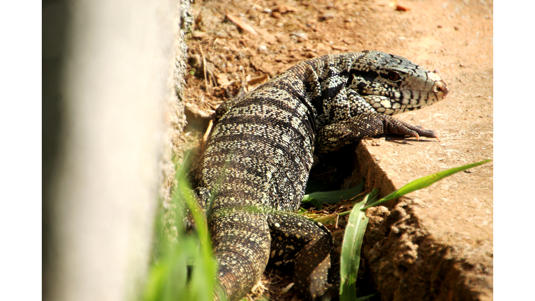 Tegu Lizard - Tupinambis Teguixin