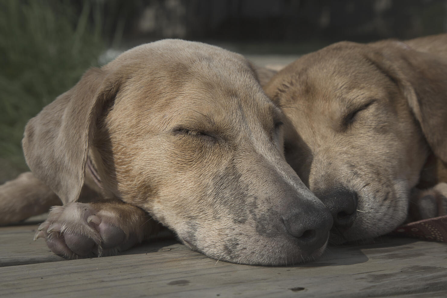 Dogs on the Dock