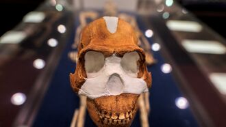 Ancient Hominins / Spiritually Transformative Experiences