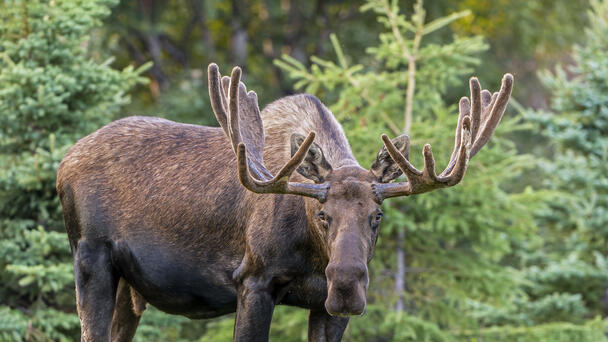 'Stumbling' Alaskan Moose Tests Positive For Rabies For The First Time Ever