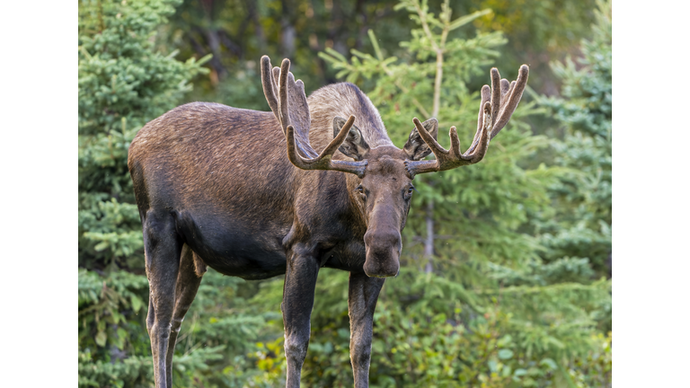 Woodland King