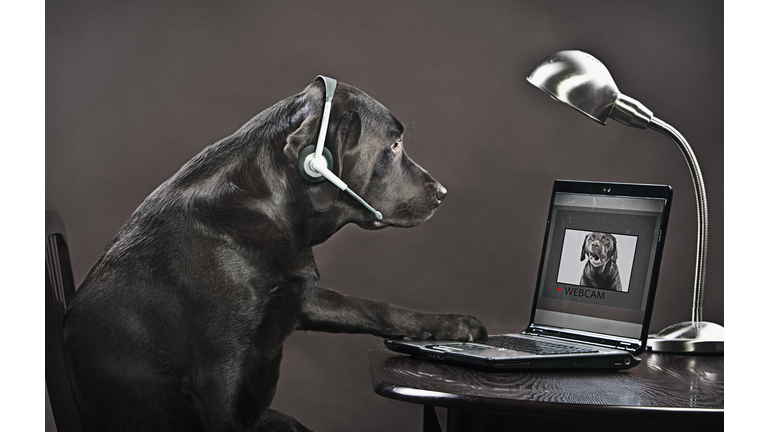 Chocolate labrador teleconferencing on laptop