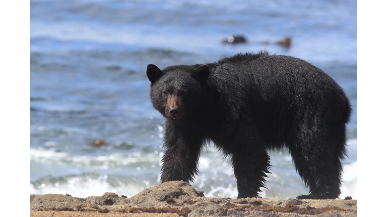 Black bear roaming low tide shores, looking for crabs. Vancouver Island,  Canada