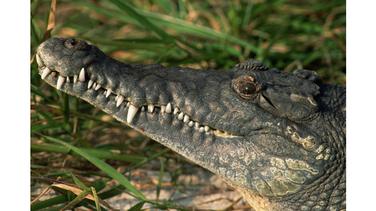 Profile of American Crocodile's Head