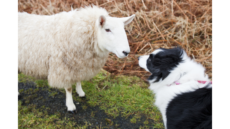 A sheep at Portnalong, Isle of Skye, Scotland, UK, being closely watched by a pet border Collie.