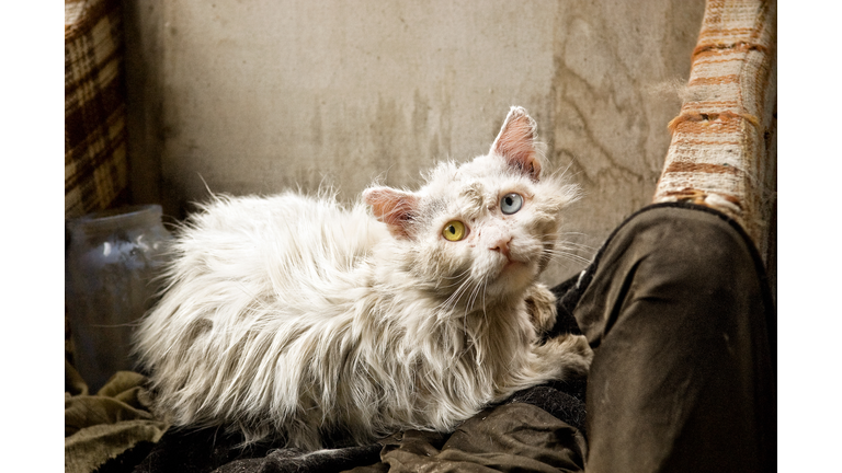 Cat with blue and yellow eyes