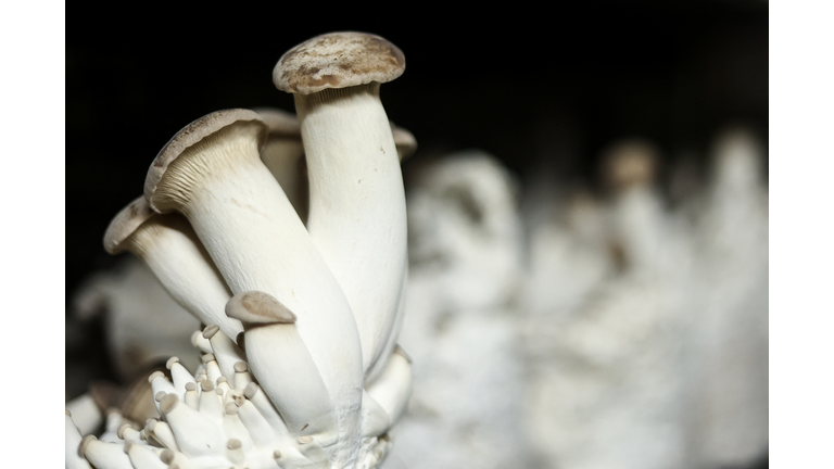 BELGIUM-ECONOMY-ENVIRONMENT-AGRICULTURE-MUSHROOM