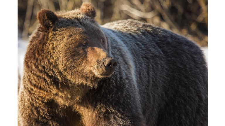 Grizzly up close