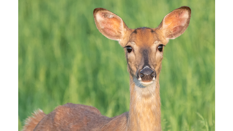 Close-up of white-tailed deer, with green grass as background.