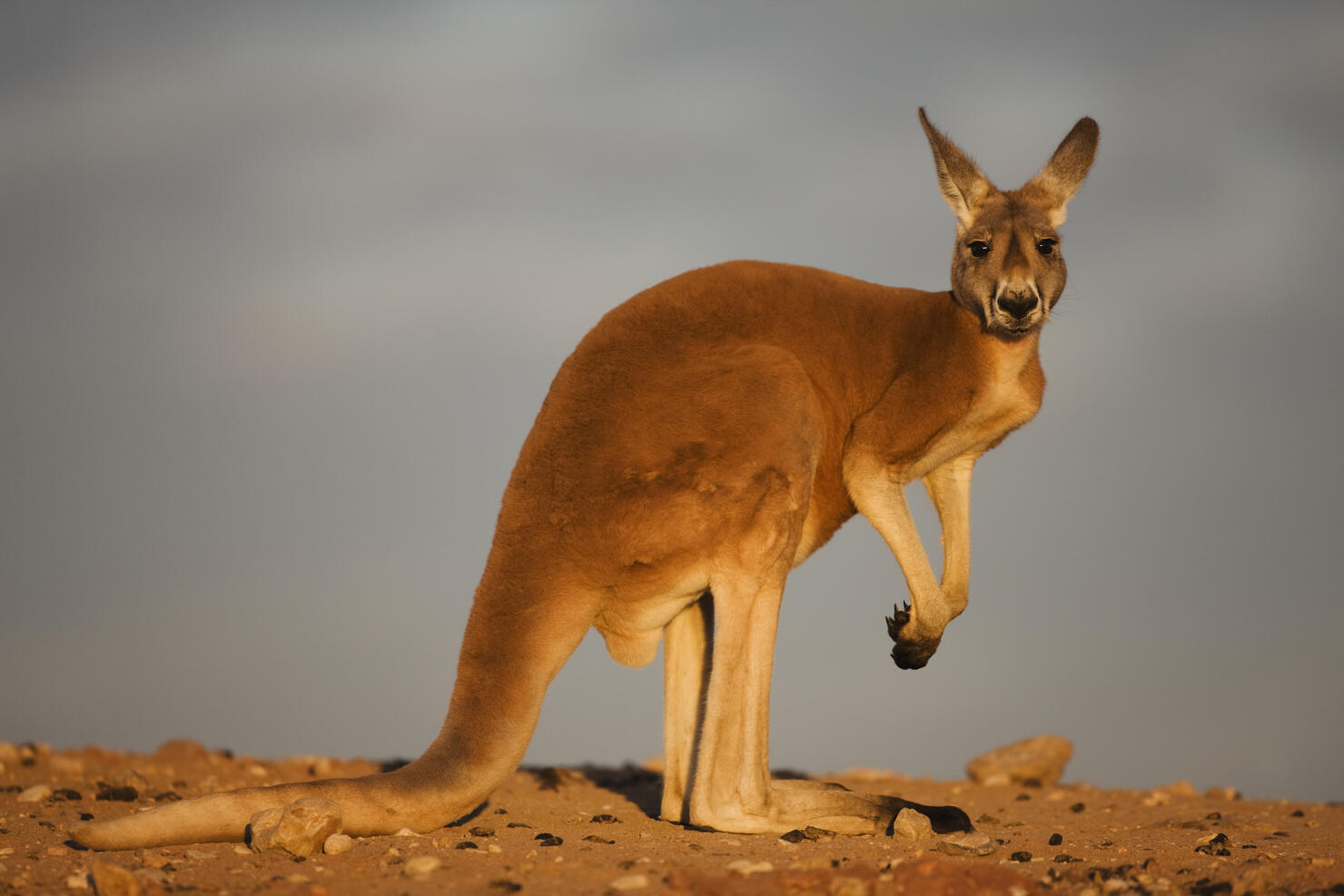 Red kangaroo sitting in the evening sun