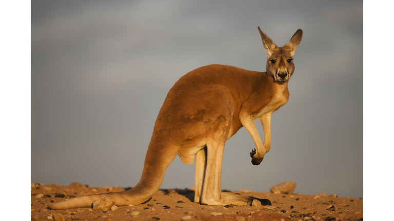 Red kangaroo sitting in the evening sun