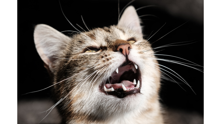 Funny stray cat loudly begs for food. Portrait of beautiful street cat pet.