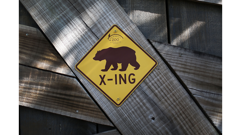 Palm Beach Zoo Debuts Grizzly Bear Cubs