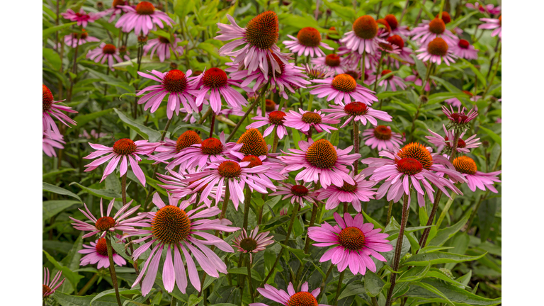 Echinacea purpurea 'Rubinstern'