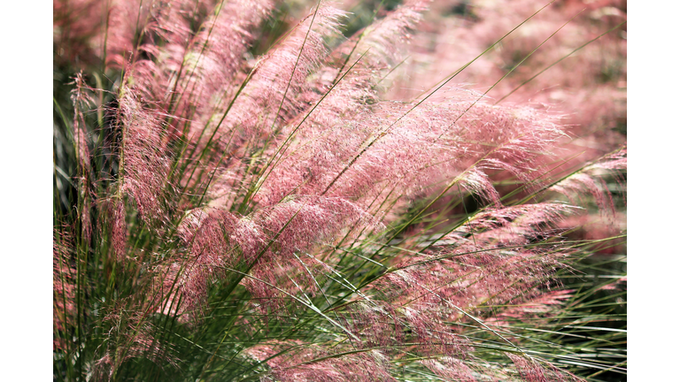 Muhly grass blooming delicately in pink