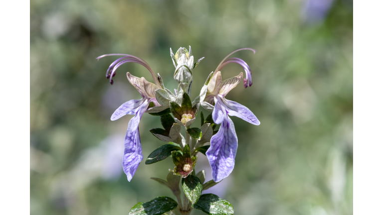 Tree germander (teucrium fruticans) flowers