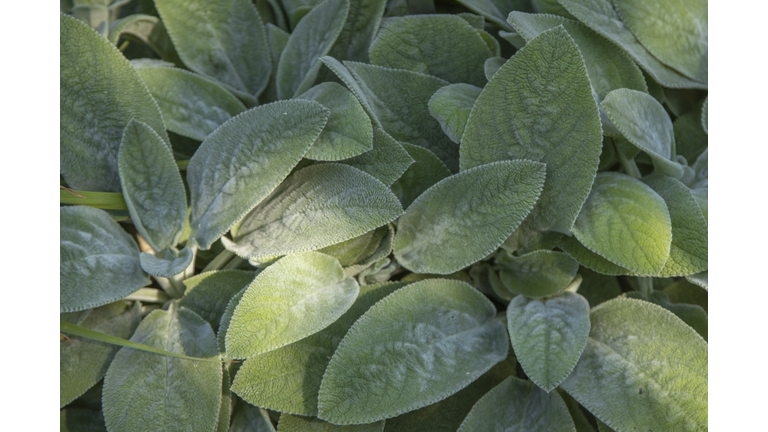 Lamb's Ears - Stachys Byzantina