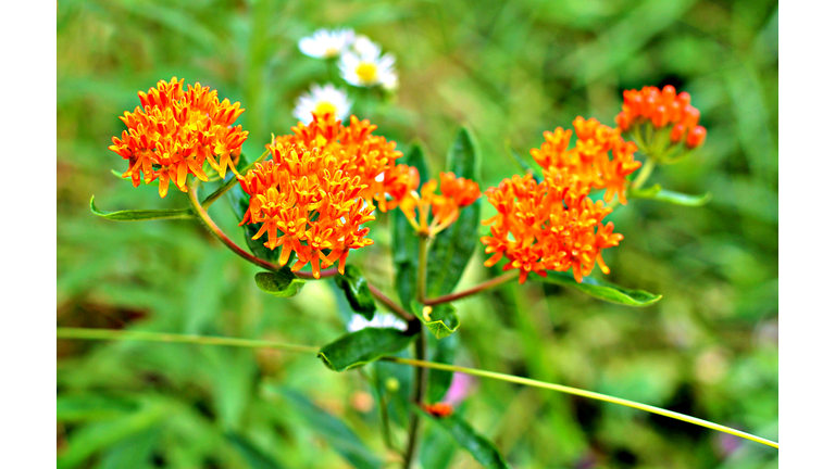 Butterfly Weed