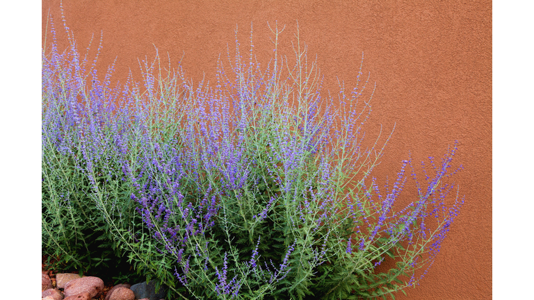 Russian Sage and Adobe Wall