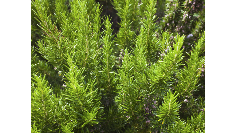 Rosemary bush