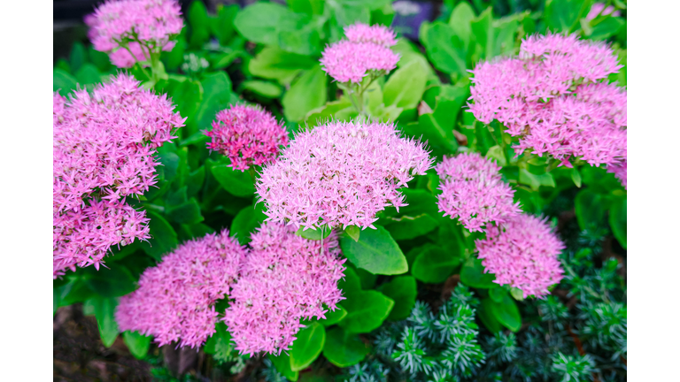 Pink Sedum Blooms