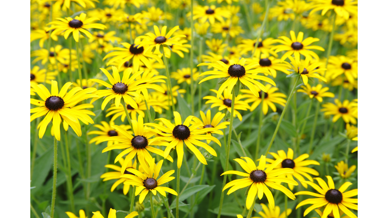 close-up of black eyed susan's