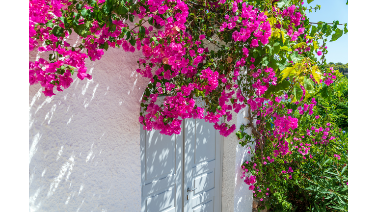 Bougainvillea tree over a door entrance in Greece