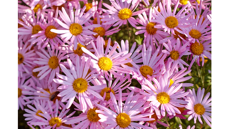 Aster flowers