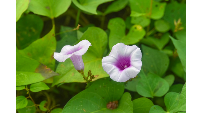 Close up of Sweet Potato flowers with green bokeh background