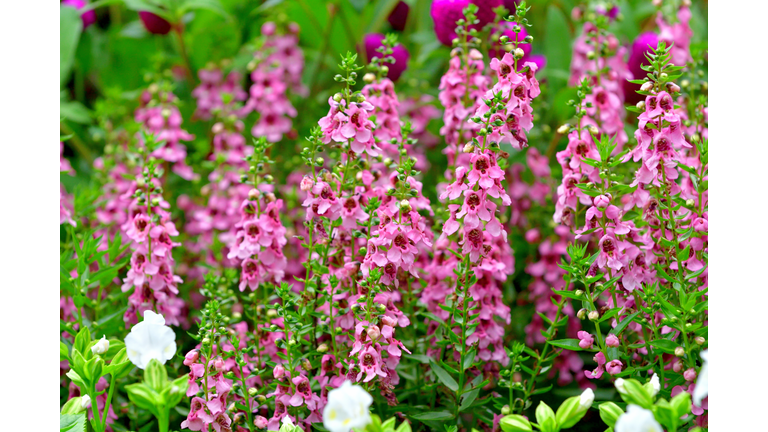 Angelonia angustifolia / Angelonia / Summer Snapdragon