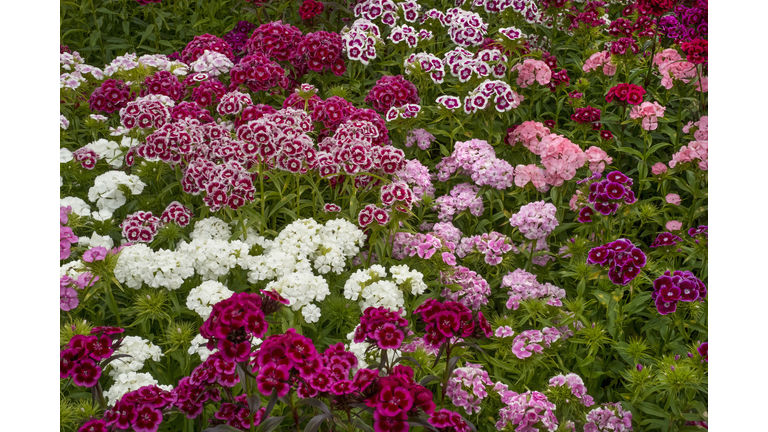 Sweet william dianthus flowering plants, perennials in the garden with delicate multiflower heads in a variety of colours, red, pink purple and white. 