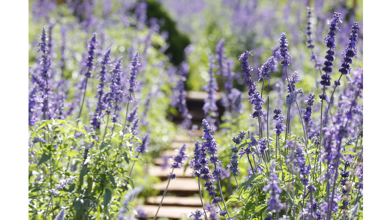 Blue Salvia flowers blooming under the morning sunshine