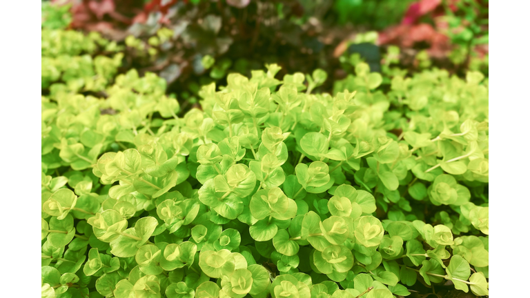 Creeping Jenny in Early Spring