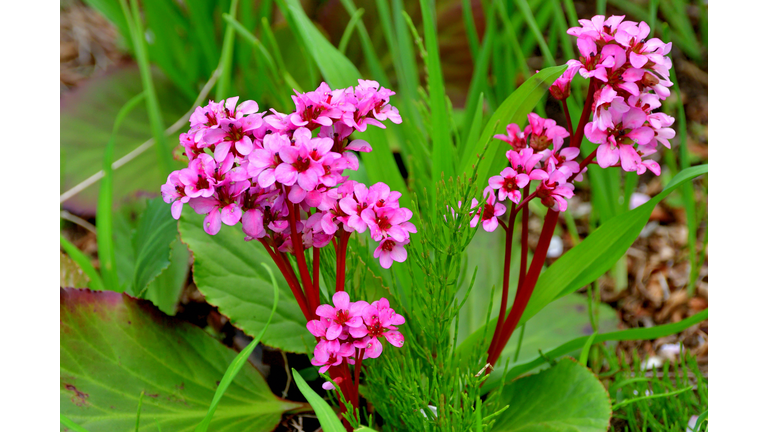 Bergenia crassifolia / Leather bergenia / Pig squeak