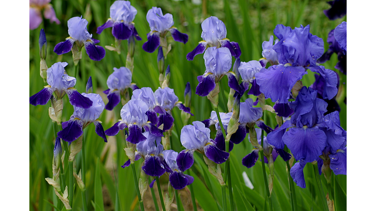 irises in blue