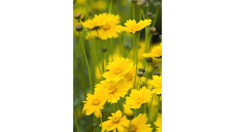 Coreopsis, Tickseed (Coreopsis lanceolata) - II