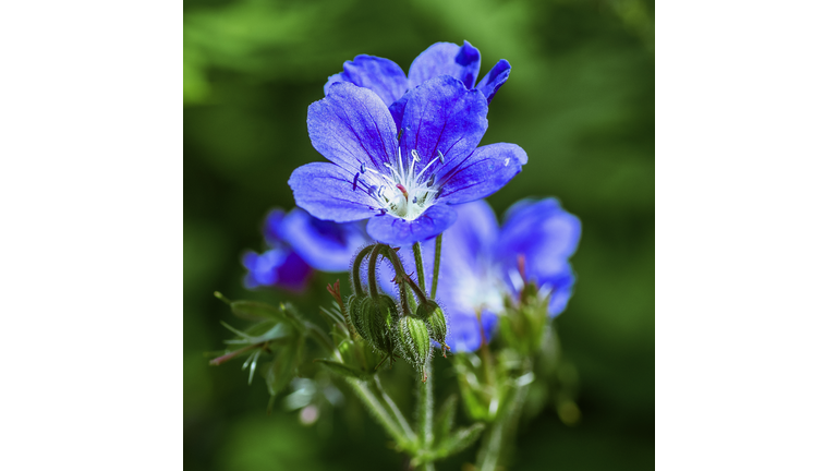 Geranium Mayflower