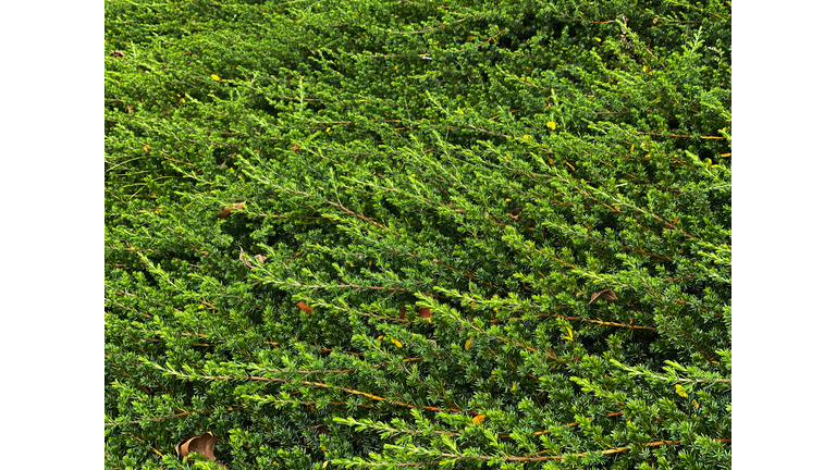 background of green carpet juniper groundcover