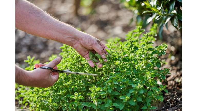 Oregano plant