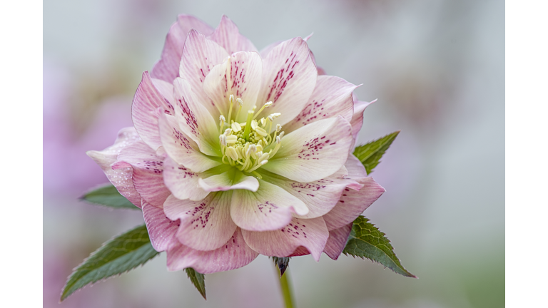 Close-up image of the spring flowering, pink Hellebore flower also known as the Lenten or Christmas Rose