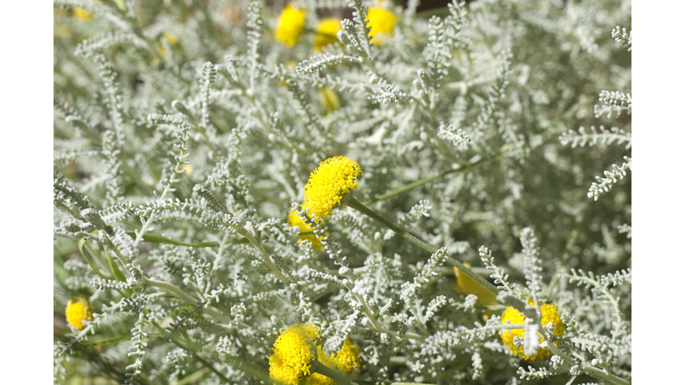 Beautiful Blooming Santolina