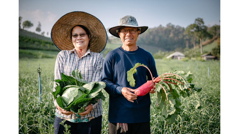 Portrait of Cheerful Senior Couple Farmer With Cabbage and Red Radish Holding in Farming Fields During Harvesting Season.