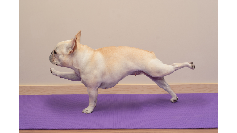 French Bulldog in Yoga Pose - Single Arm / Leg Plank