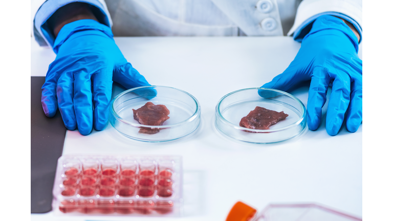 Two Samples of Laboratory Grown Meat in Separate Petri Dishes