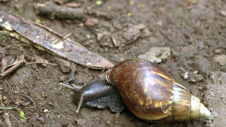 ICYMI: Giant African Snails are BACK…in Broward County!!!