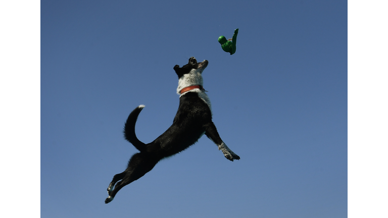 US-ANIMAL-DOG-JUMPING-COMPETITION