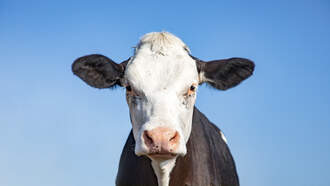 Chaplin Calf Runs To Dunkin 