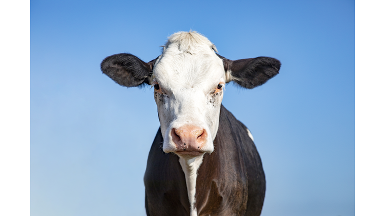 Black and white cow, grumpy look, pink nose and as background a blue sky.