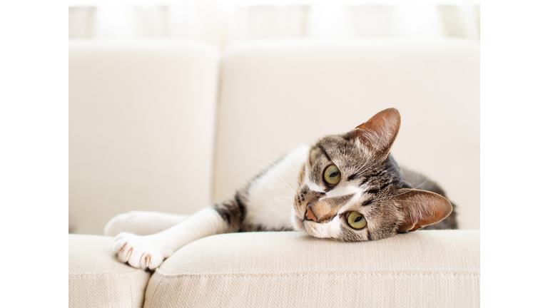 Cat on a sofa